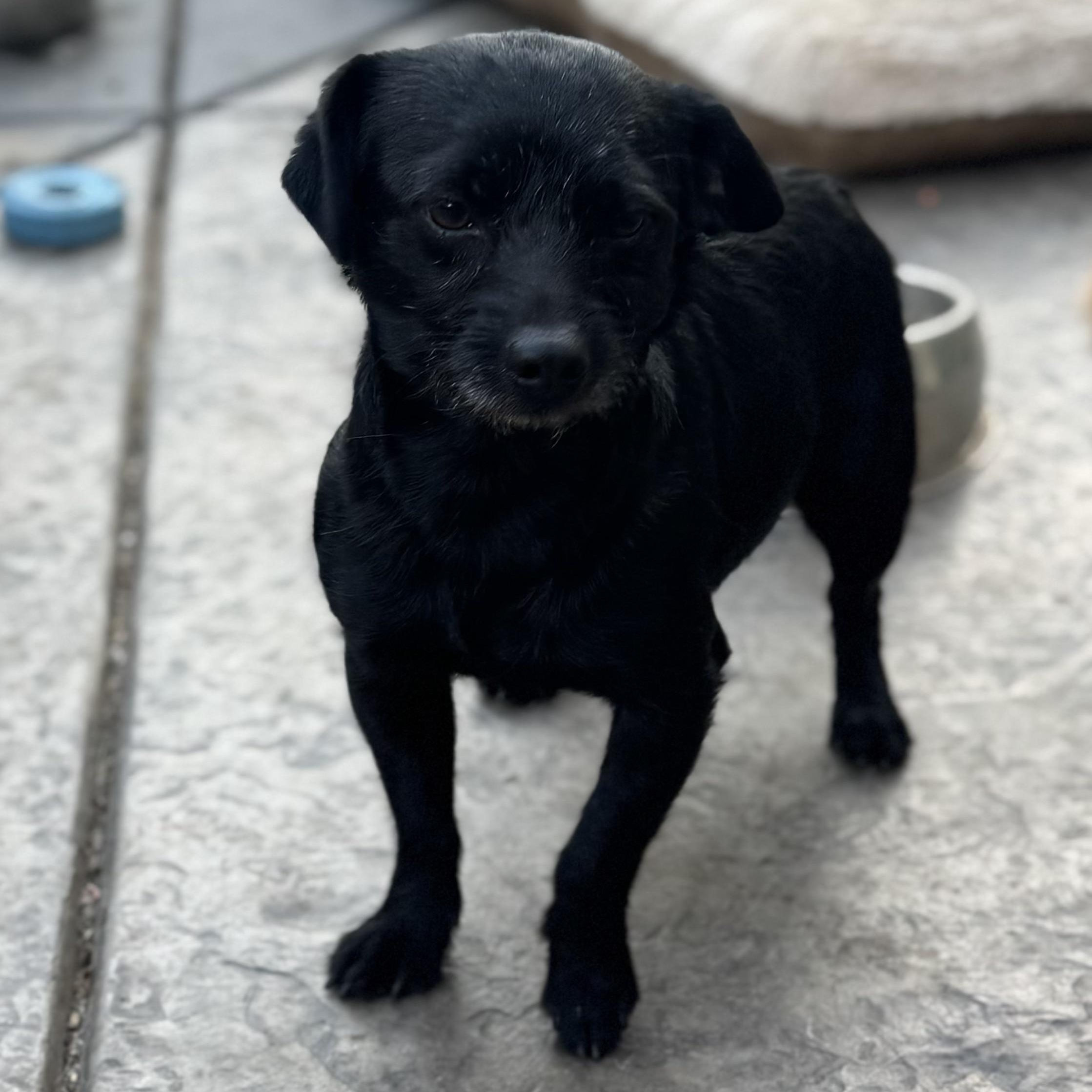 Mr. Goofball Mo, a ADOPTABLE mixed breed in Ridgefield, WA image 2/4