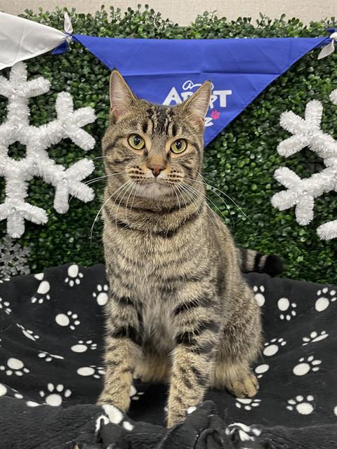 MOOSE, Adoptable, Young Male Domestic Short Hair.