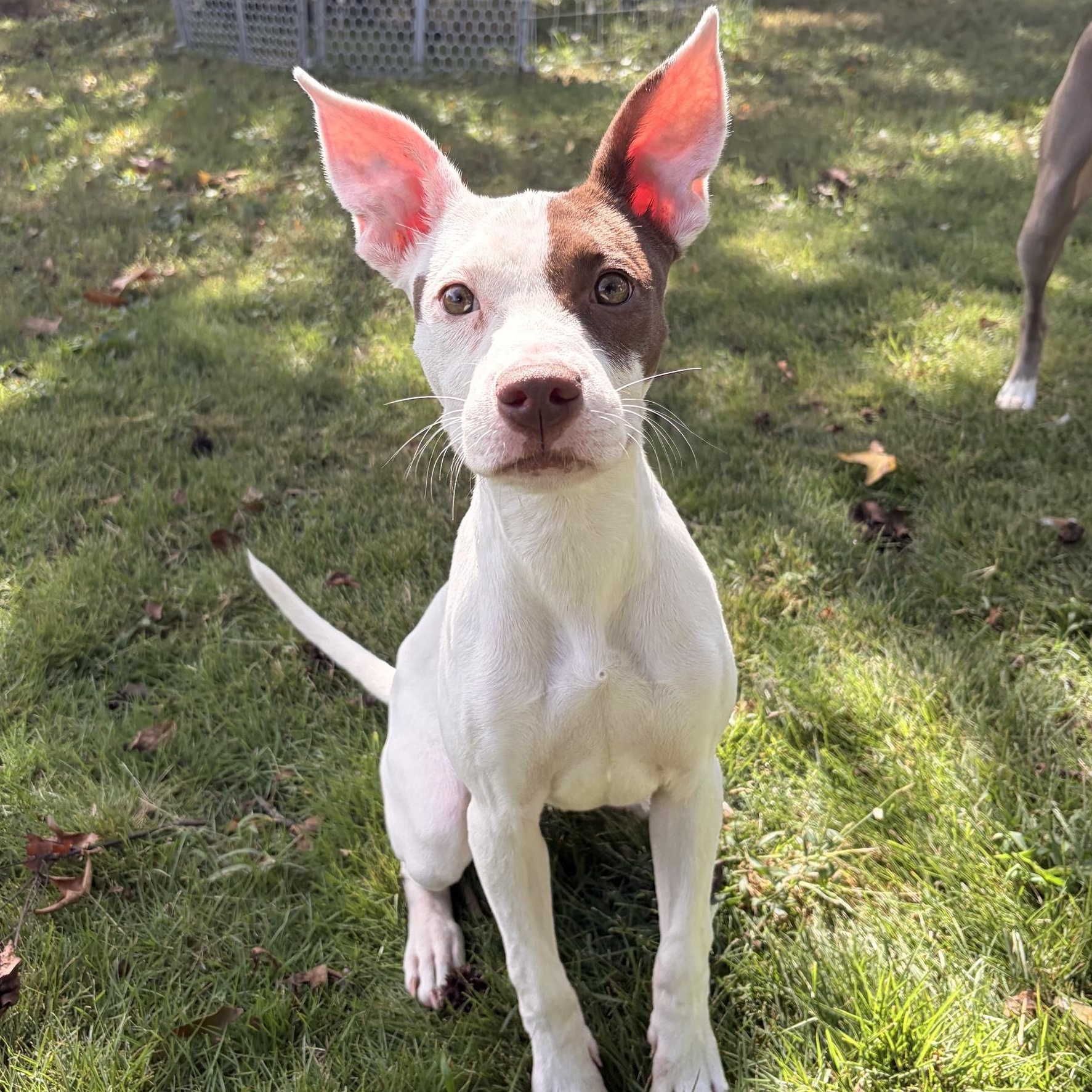 Halo, Adoptable, Puppy Female Mixed Breed.