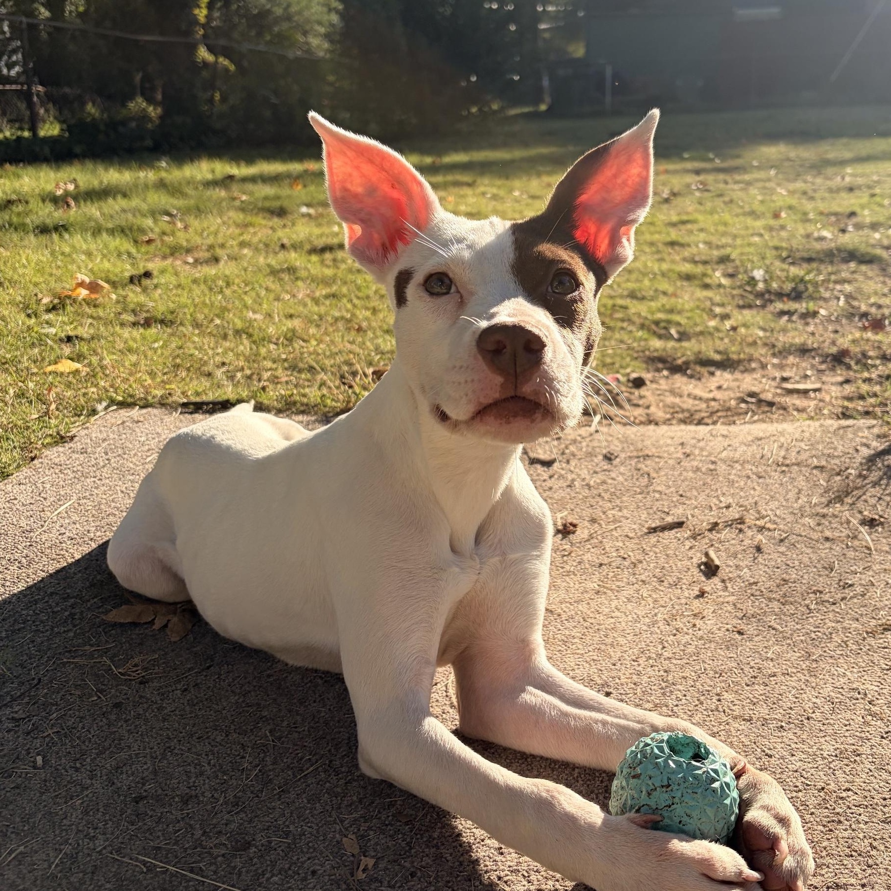 Enlarge Halo, a Adoptable mixed breed in Richmond, VA image 3/6