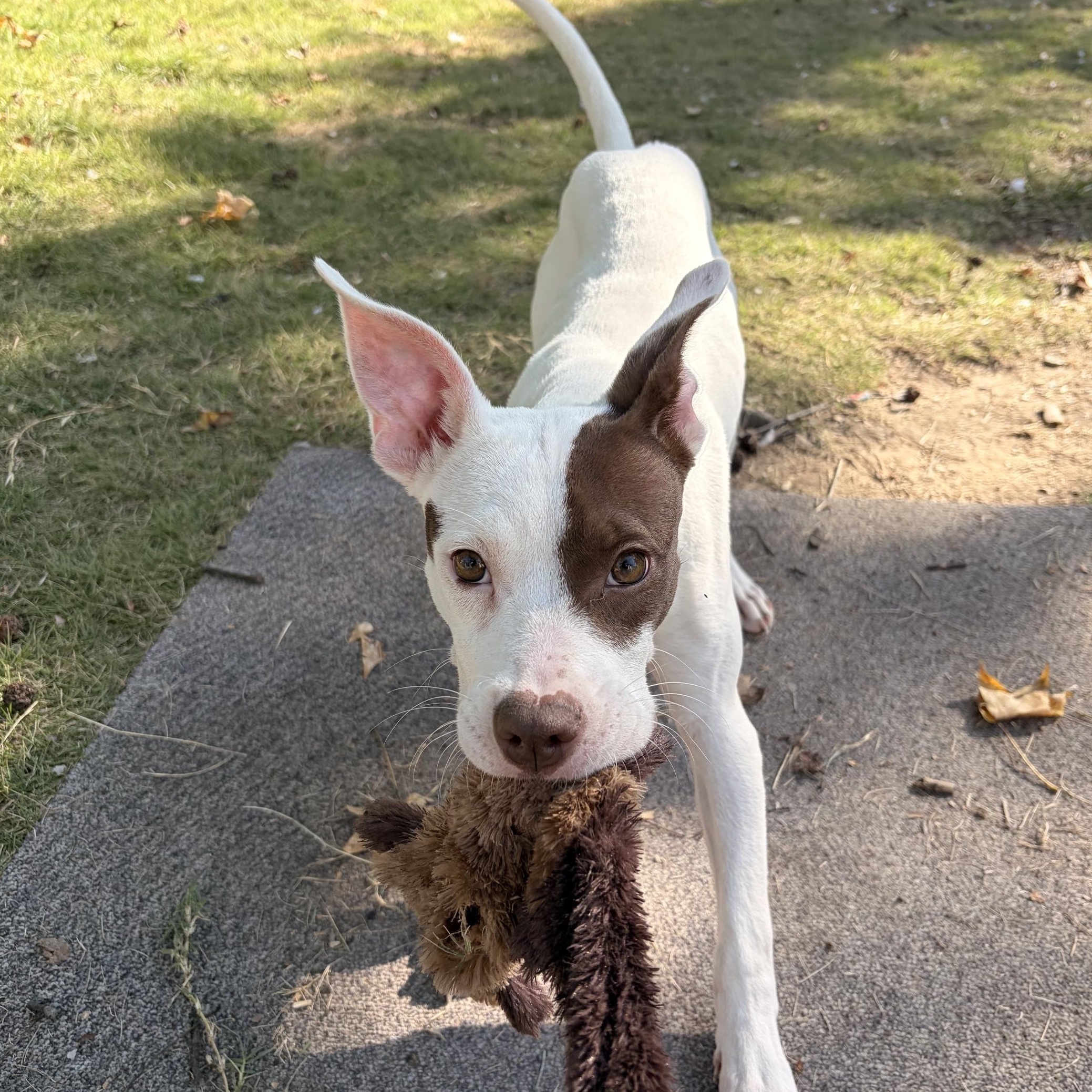 Enlarge Halo, a Adoptable mixed breed in Richmond, VA image 2/6