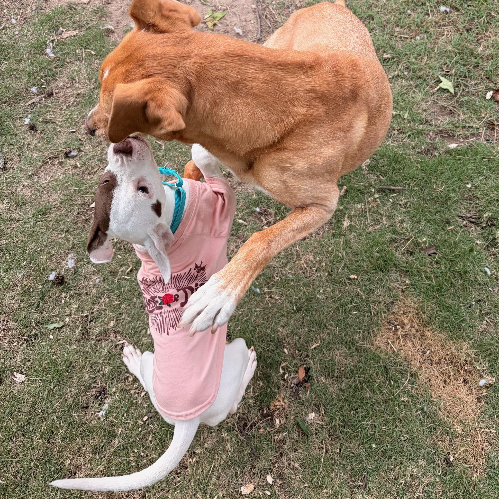 Enlarge Halo, a Adoptable mixed breed in Richmond, VA image 4/6