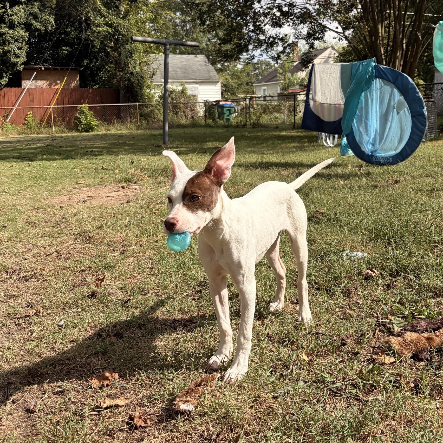 Enlarge Halo, a Adoptable mixed breed in Richmond, VA image 5/6