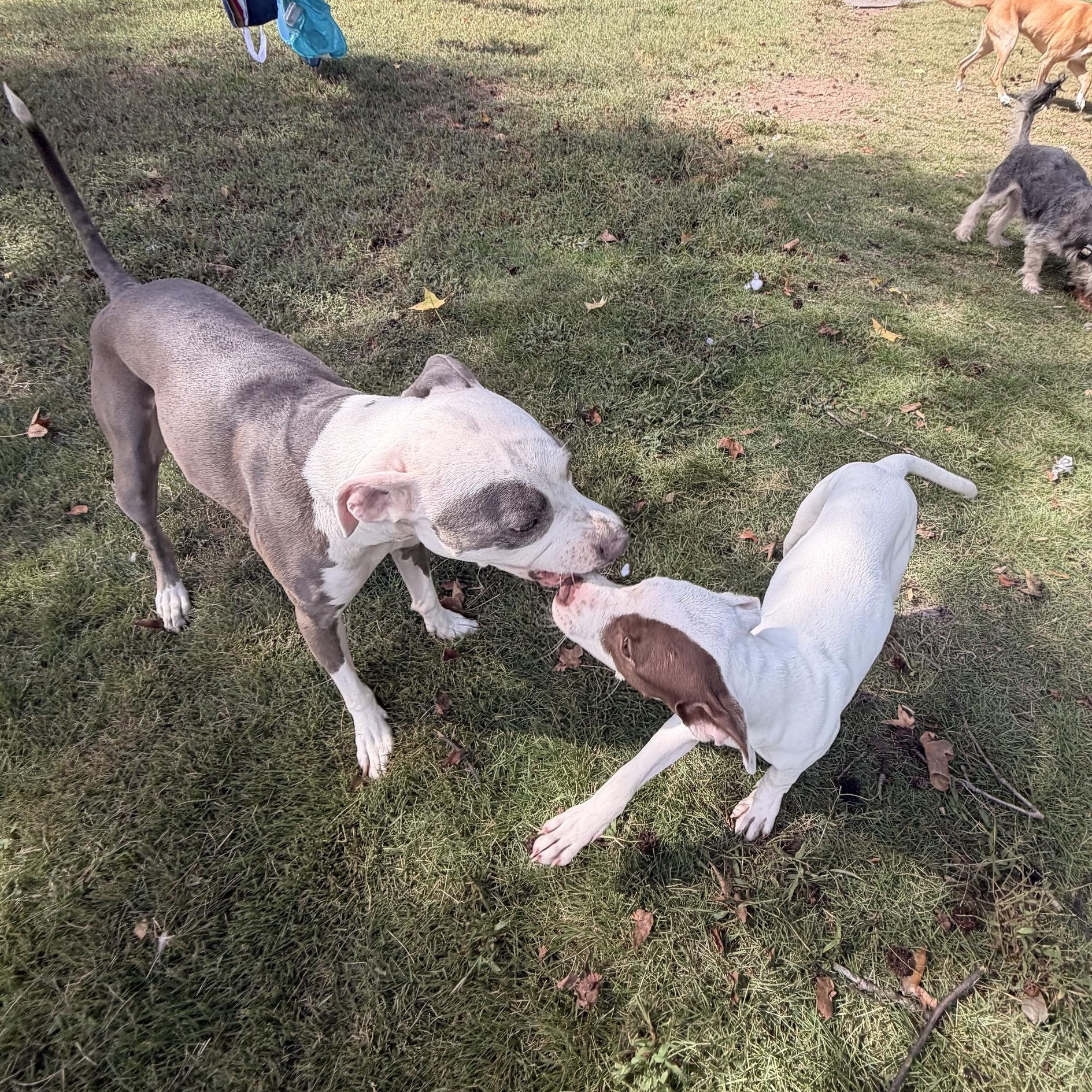 Enlarge Halo, a Adoptable mixed breed in Richmond, VA image 6/6