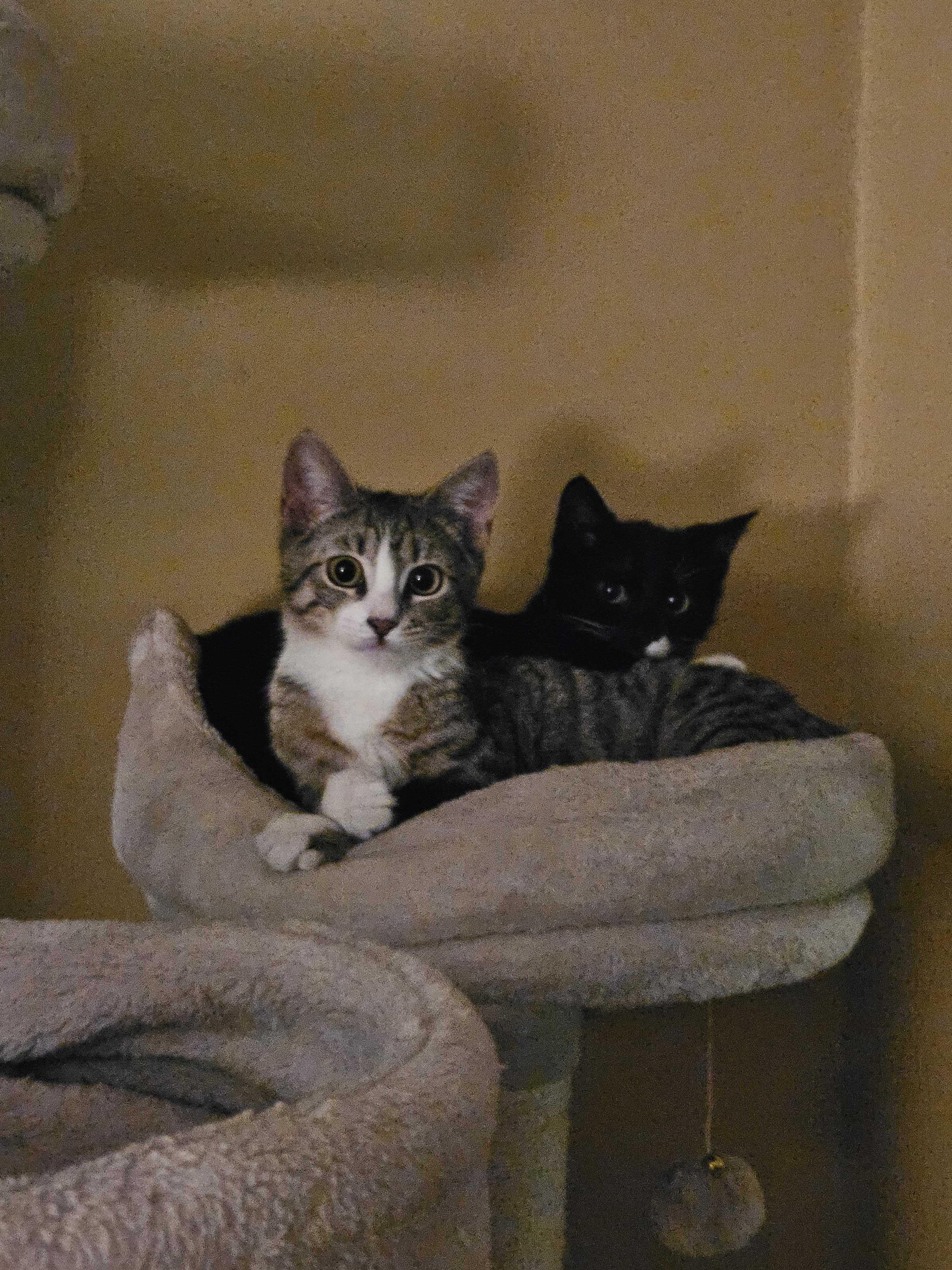 Enlarge Electrocutie (Bonded to Breaker), a ADOPTABLE Domestic Short Hair in Long Island City, NY image 5/5
