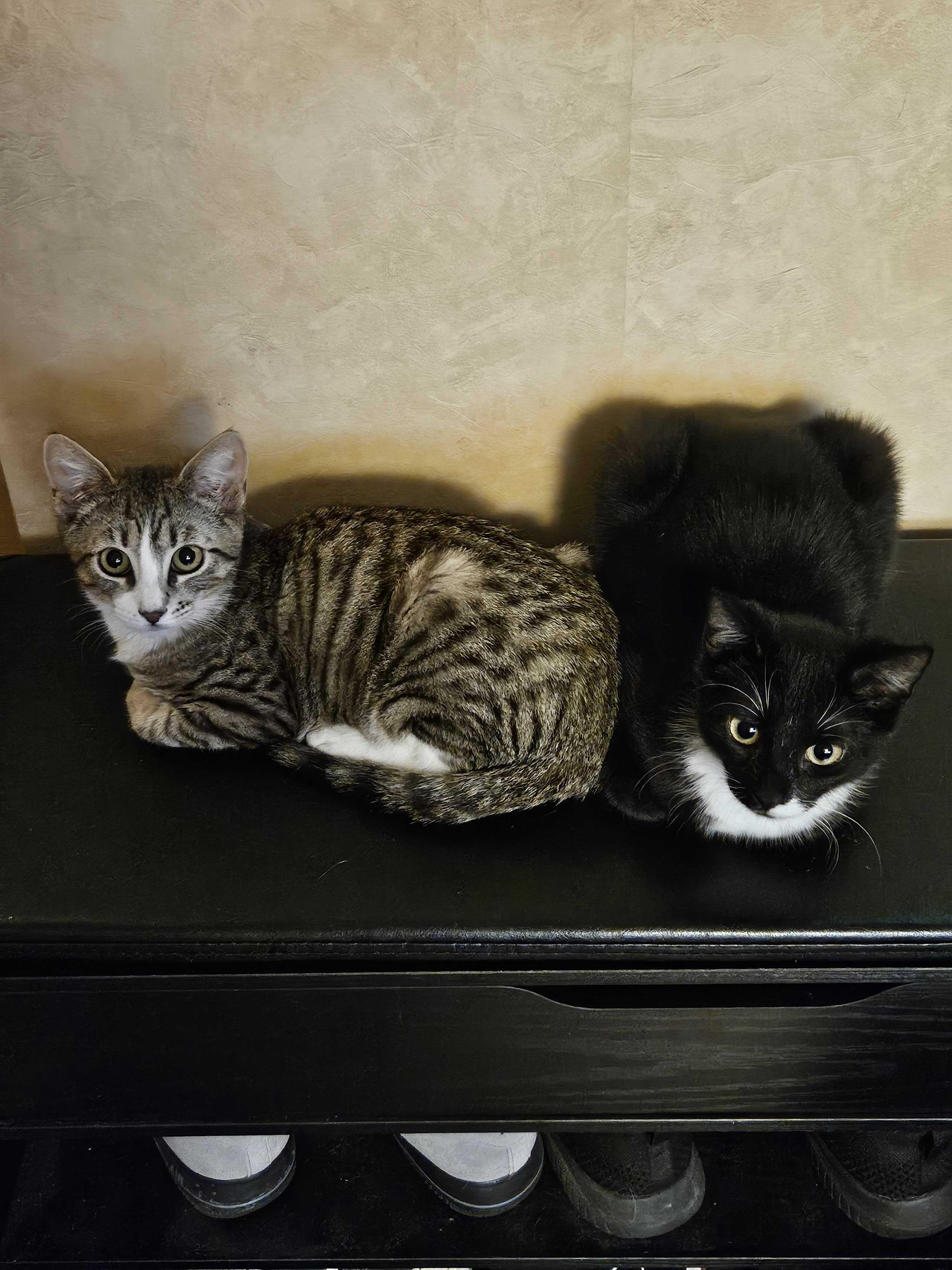 Enlarge Electrocutie (Bonded to Breaker), a ADOPTABLE Domestic Short Hair in Long Island City, NY image 3/5