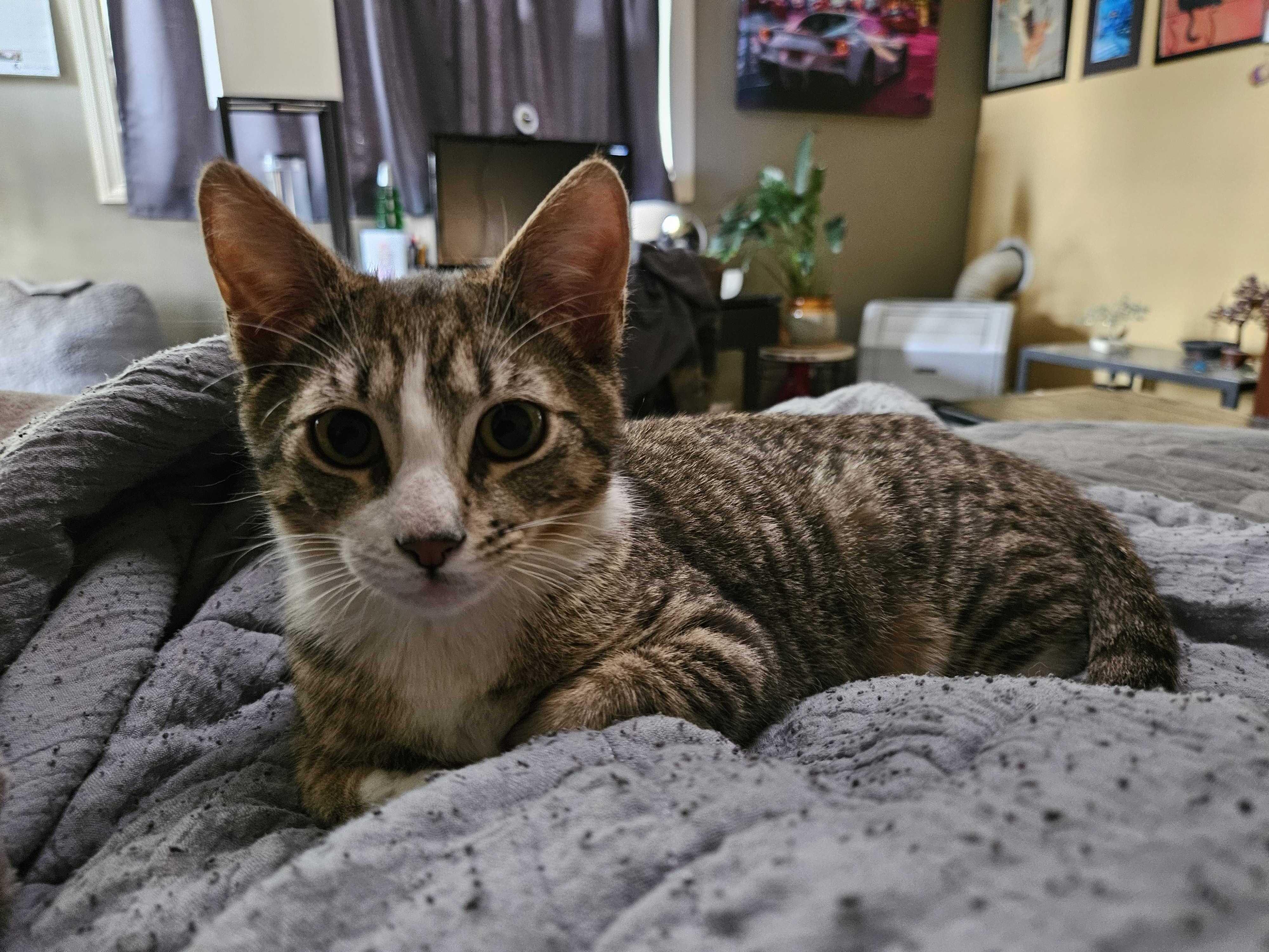 Electrocutie (Bonded to Breaker), ADOPTABLE, Kitten Male Domestic Short Hair.