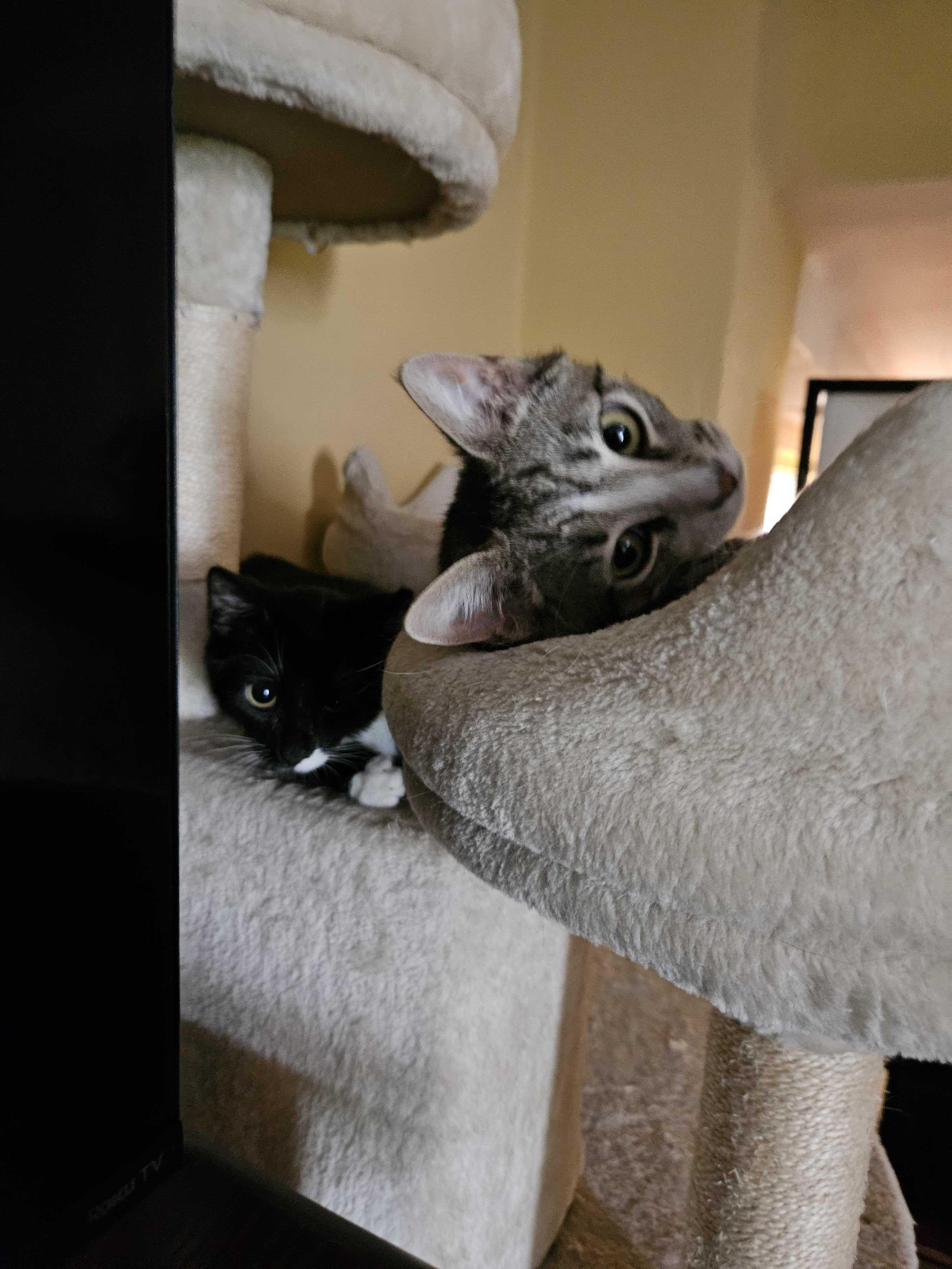 Enlarge Electrocutie (Bonded to Breaker), a ADOPTABLE Domestic Short Hair in Long Island City, NY image 4/5