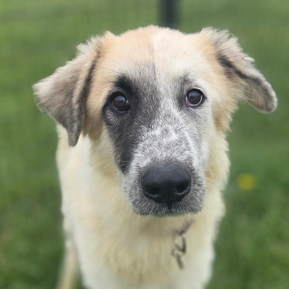 Benny, a ADOPTABLE mixed breed in Louisburg, KS image 2/6