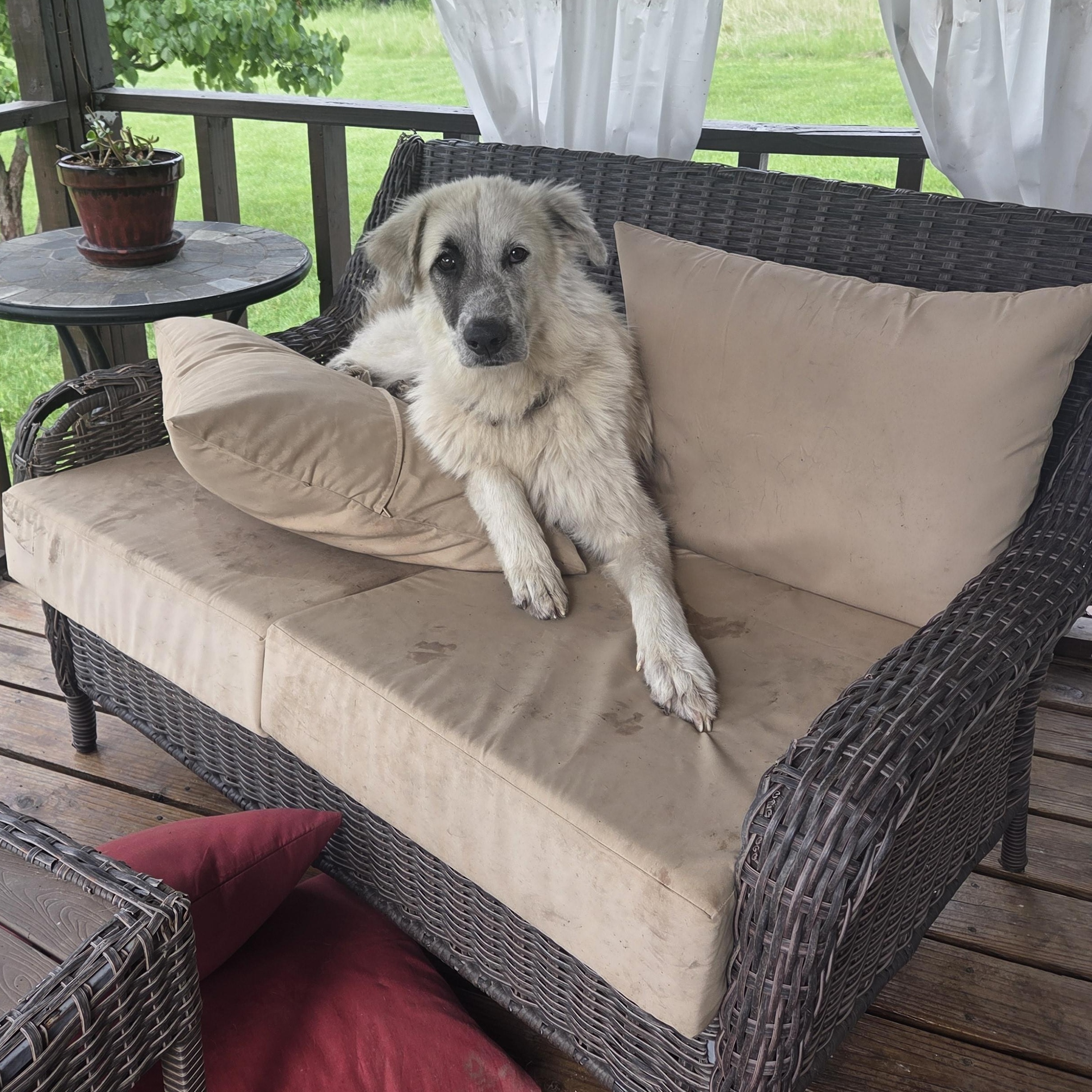 Benny, a ADOPTABLE mixed breed in Louisburg, KS image 1/6