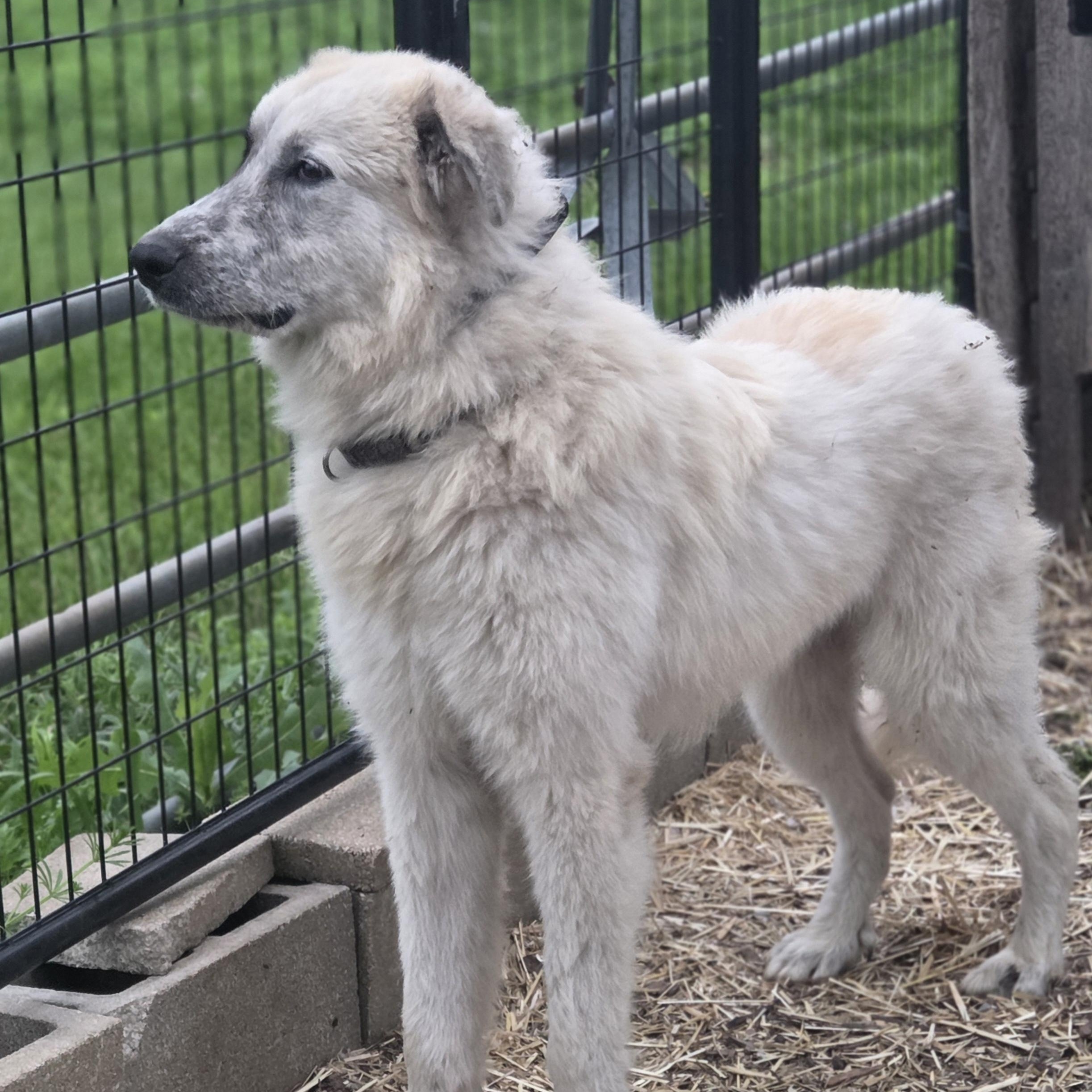 Benny, a ADOPTABLE mixed breed in Louisburg, KS image 3/6