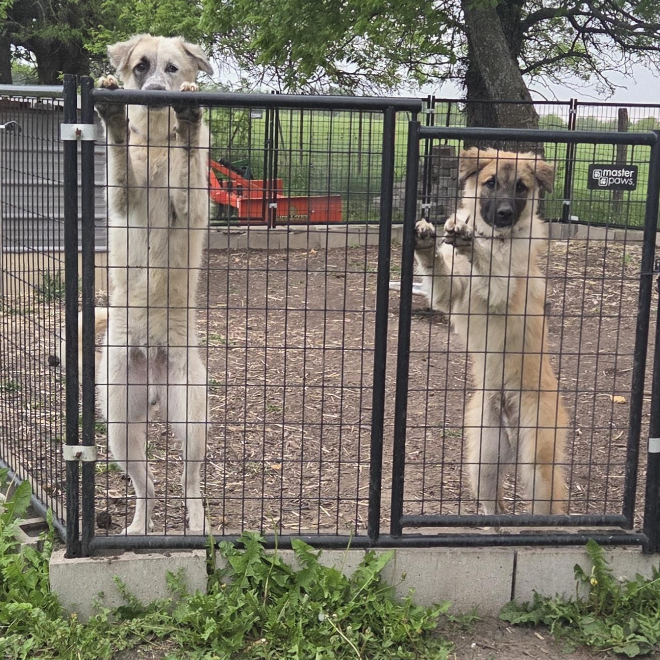 Benny, a ADOPTABLE mixed breed in Louisburg, KS image 5/6