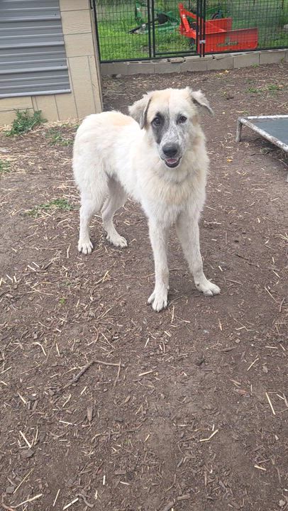 Enlarge Benny, a ADOPTABLE mixed breed in Louisburg, KS video 4/6