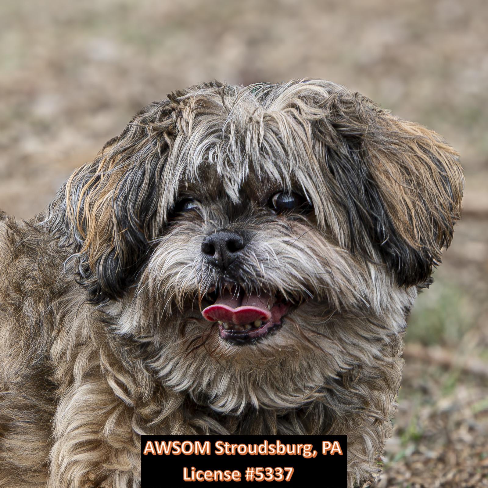 Ginger, ADOPTABLE, Senior Female Shih Tzu.