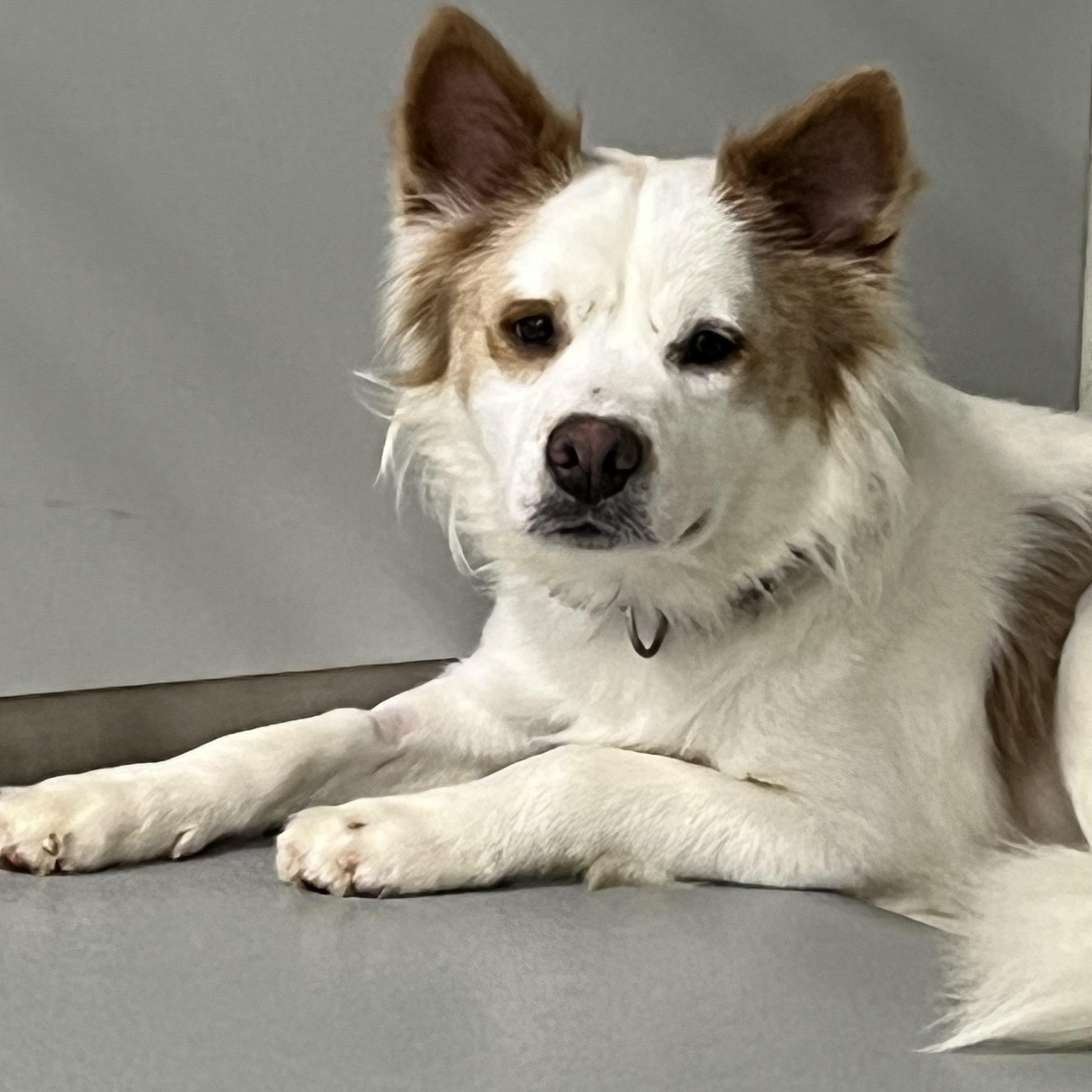 Enlarge Arlo, a ADOPTABLE mixed breed in Farmington, MO image 3/4