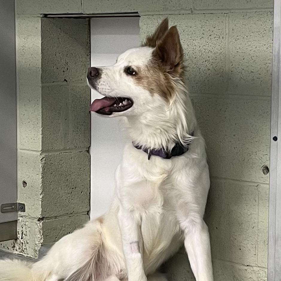 Enlarge Arlo, a ADOPTABLE mixed breed in Farmington, MO image 2/4