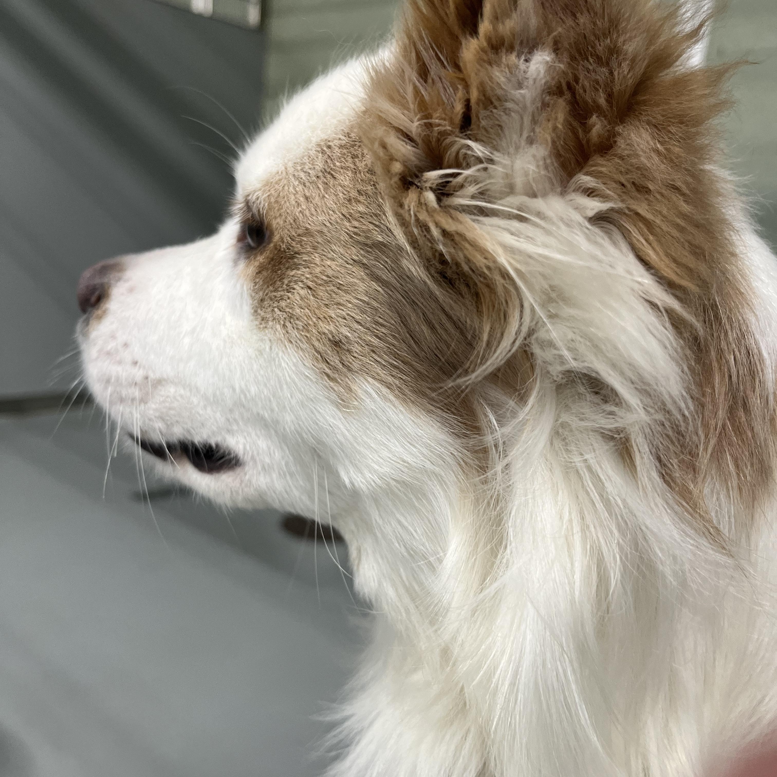 Enlarge Arlo, a ADOPTABLE mixed breed in Farmington, MO image 4/4