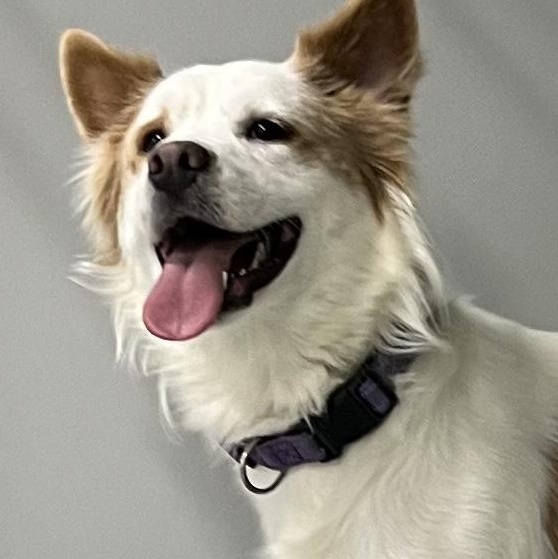 Enlarge Arlo, a ADOPTABLE mixed breed in Farmington, MO image 1/4