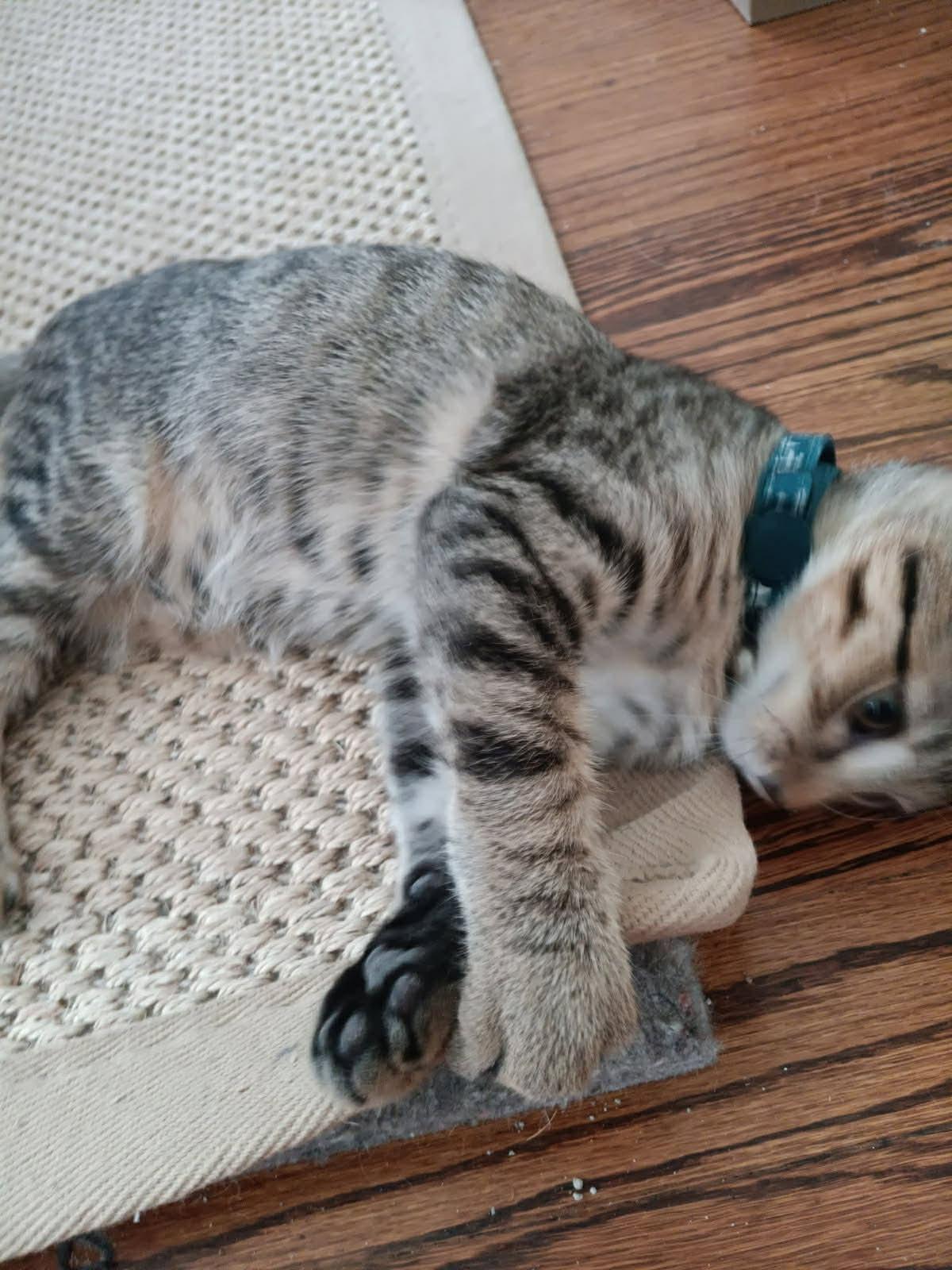 Phish, a Adoptable Domestic Short Hair in Oklahoma City, OK image 6/6