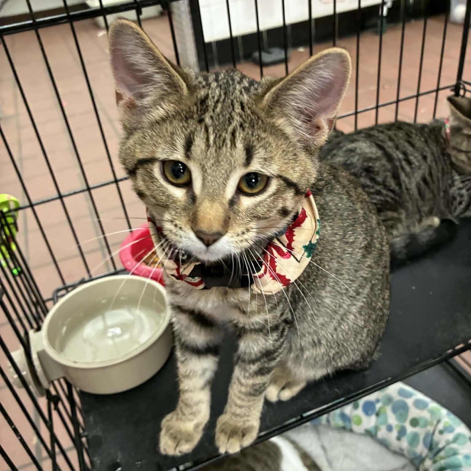 Phish, a Adoptable Domestic Short Hair in Oklahoma City, OK image 2/6