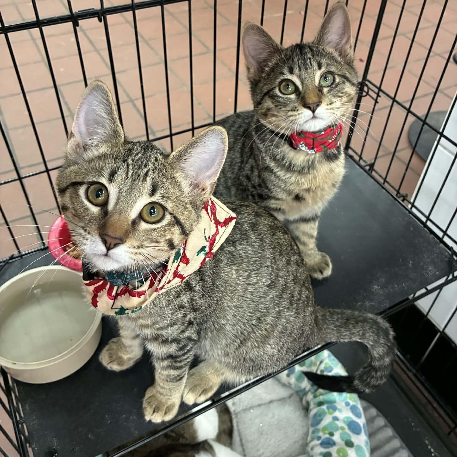 Phish, a Adoptable Domestic Short Hair in Oklahoma City, OK image 1/6