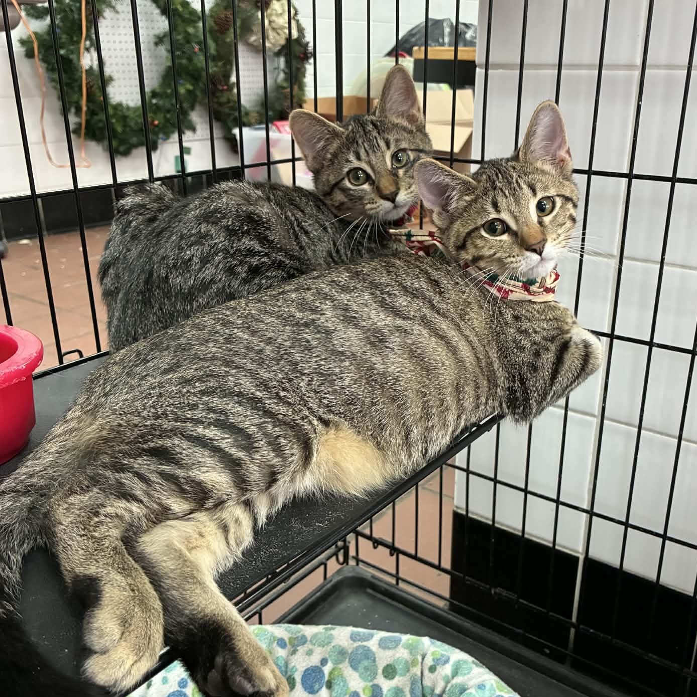 Phish, a Adoptable Domestic Short Hair in Oklahoma City, OK image 3/6