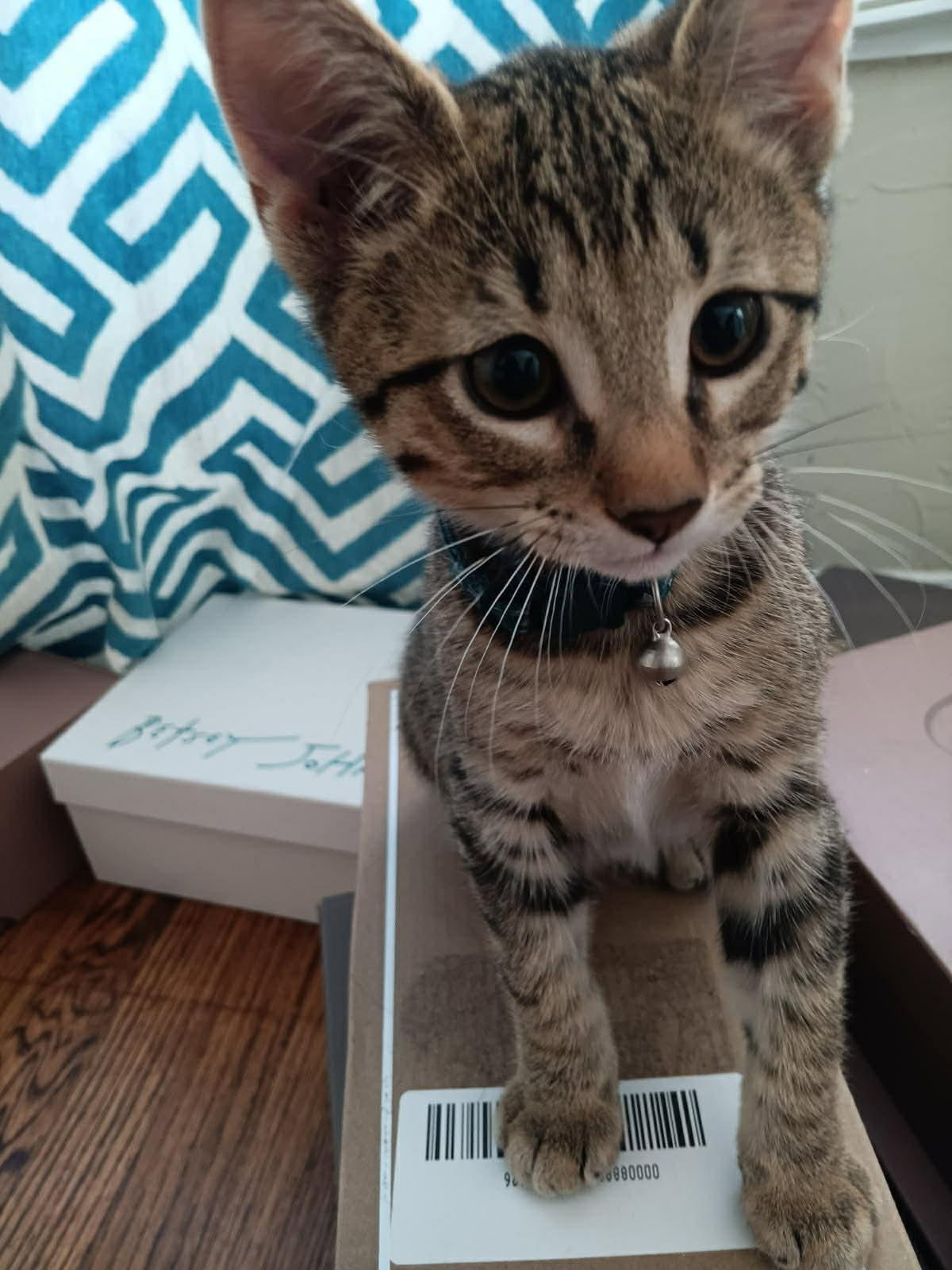 Phish, a Adoptable Domestic Short Hair in Oklahoma City, OK image 5/6