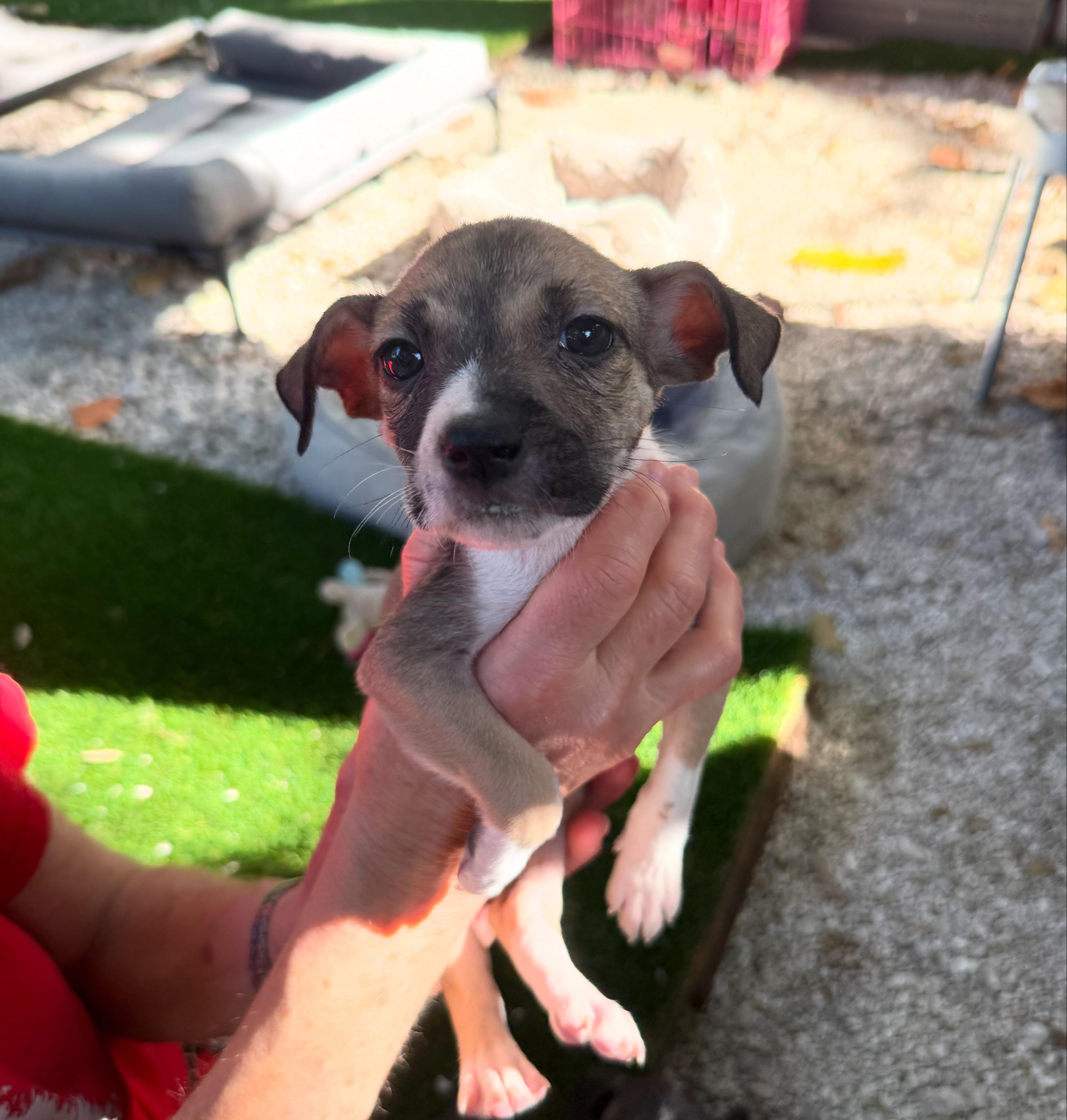 lacy, ADOPTABLE, Puppy Female Terrier.