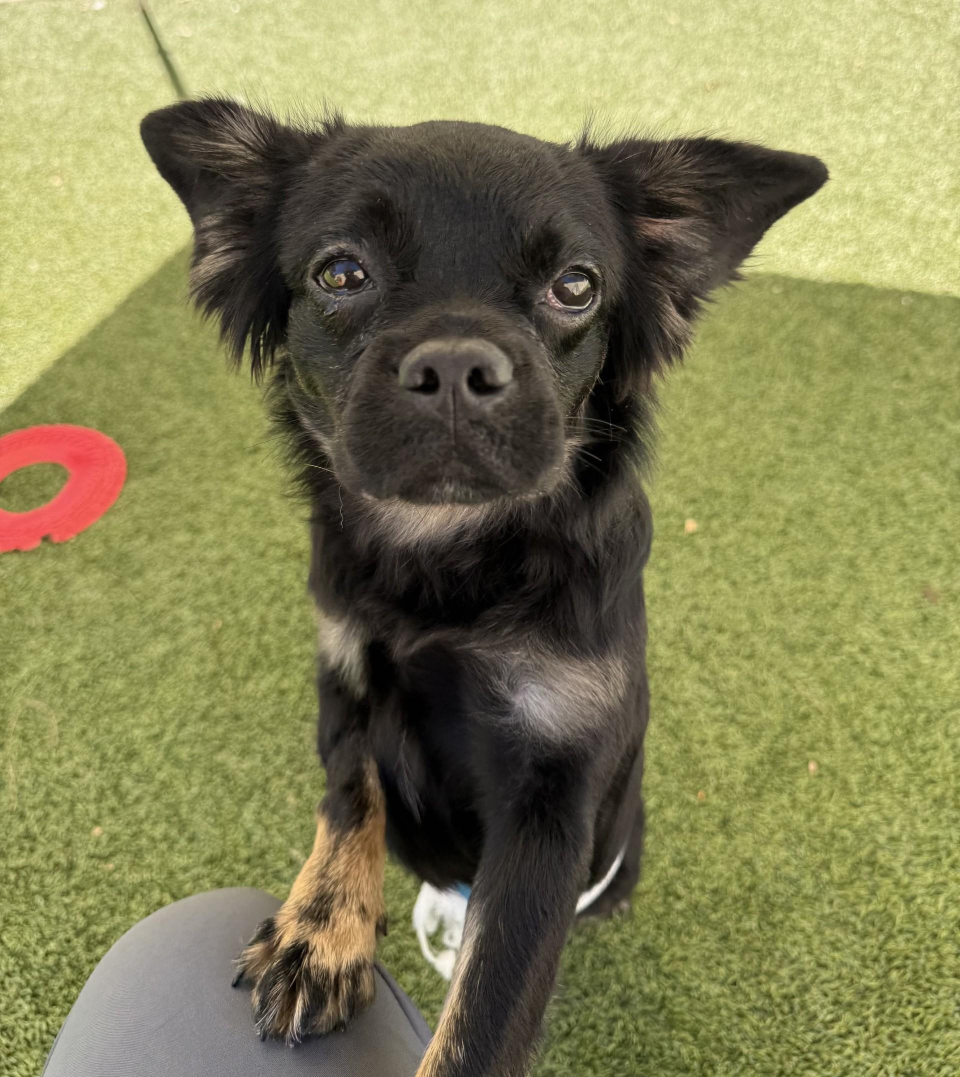 Enlarge Shuppet, a Adoptable mixed breed in Los Alamitos, CA image 5/6