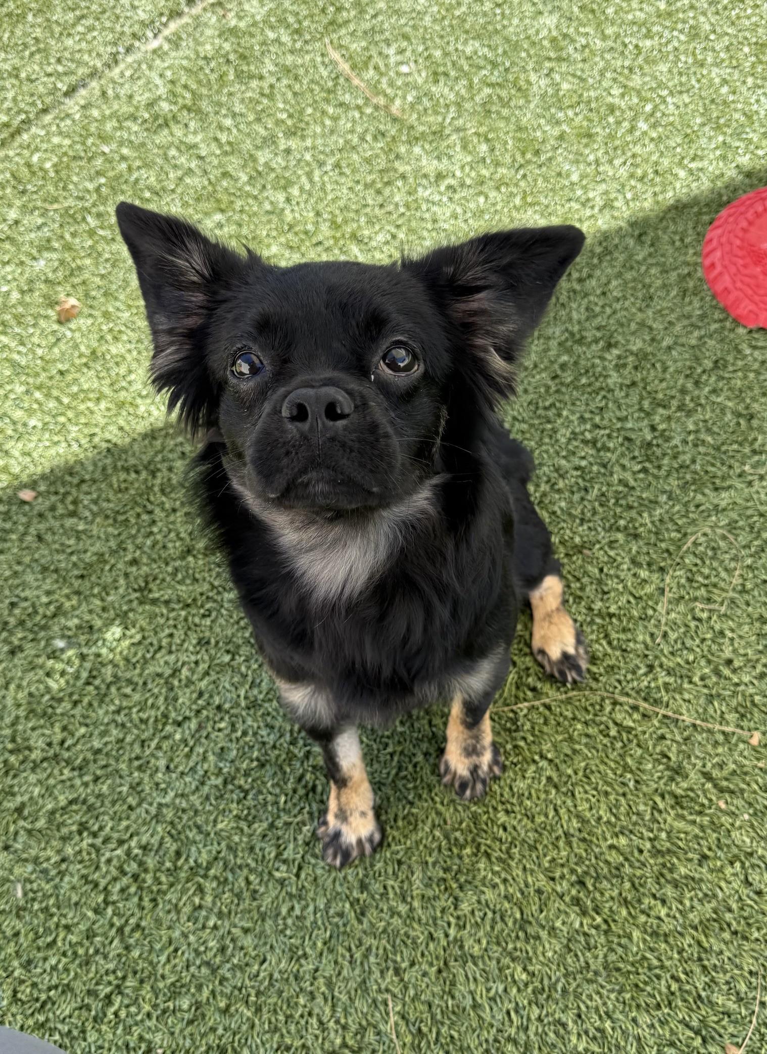 Enlarge Shuppet, a Adoptable mixed breed in Los Alamitos, CA image 3/6