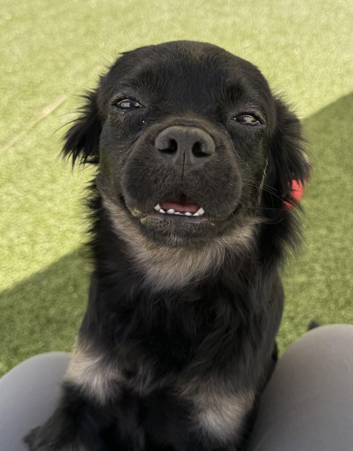Enlarge Shuppet, a Adoptable mixed breed in Los Alamitos, CA image 2/6