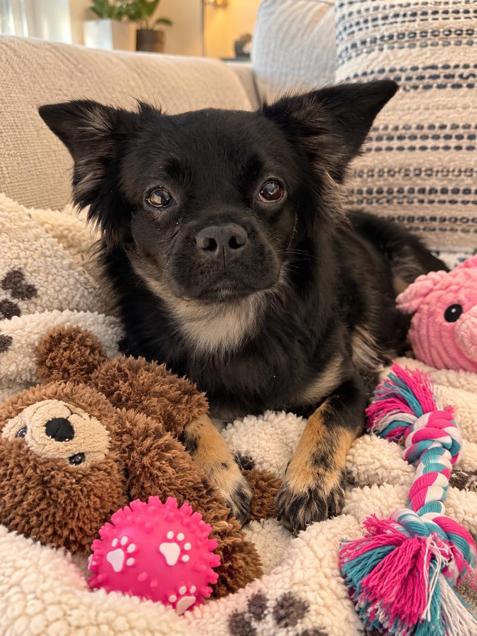 Shuppet, Adoptable, Puppy Female French Bulldog & Spaniel.