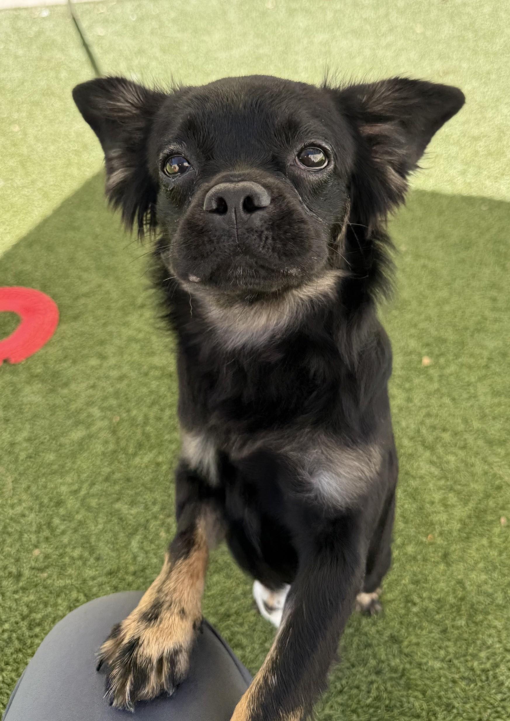 Enlarge Shuppet, a Adoptable mixed breed in Los Alamitos, CA image 4/6