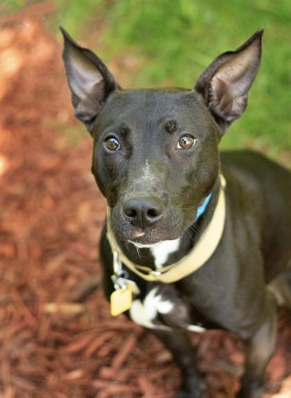 Jenna, a ADOPTABLE Mixed Breed in Hamilton, OH image 2/3