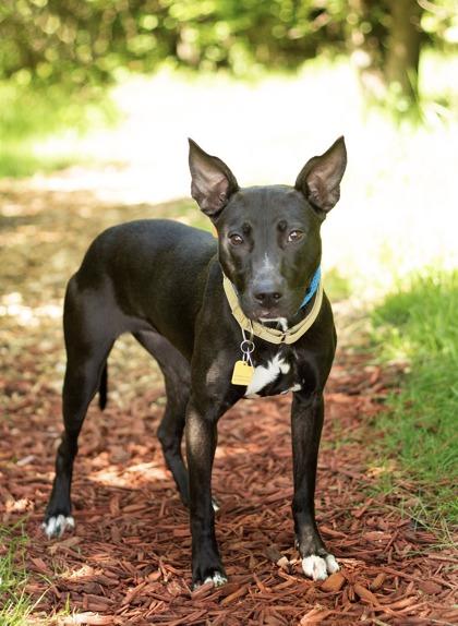 Jenna, a ADOPTABLE Mixed Breed in Hamilton, OH image 3/3