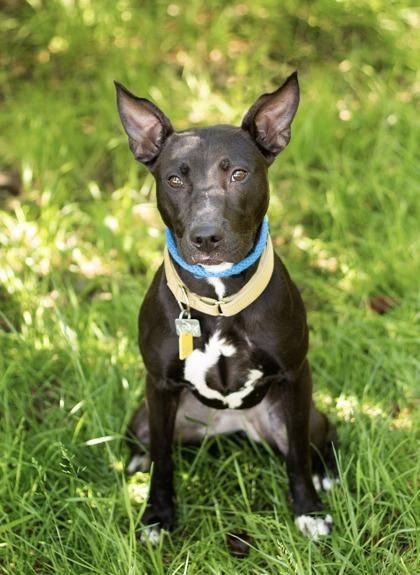 Jenna, ADOPTABLE, Young Female Mixed Breed.