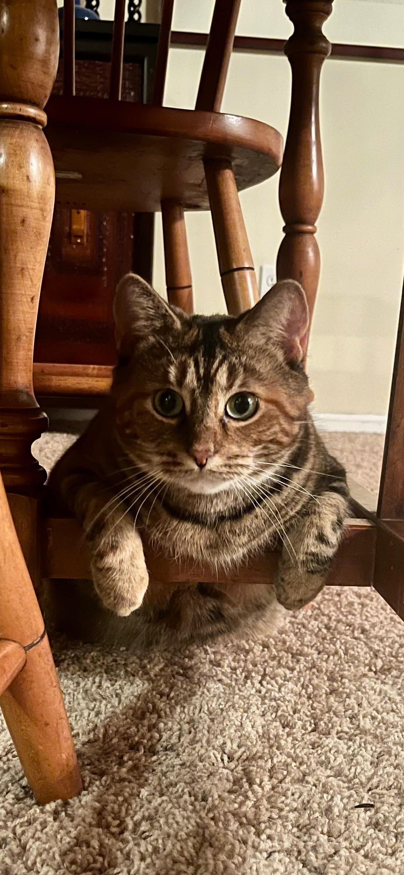 Nala , a ADOPTABLE Bengal in Mears, MI image 3/4