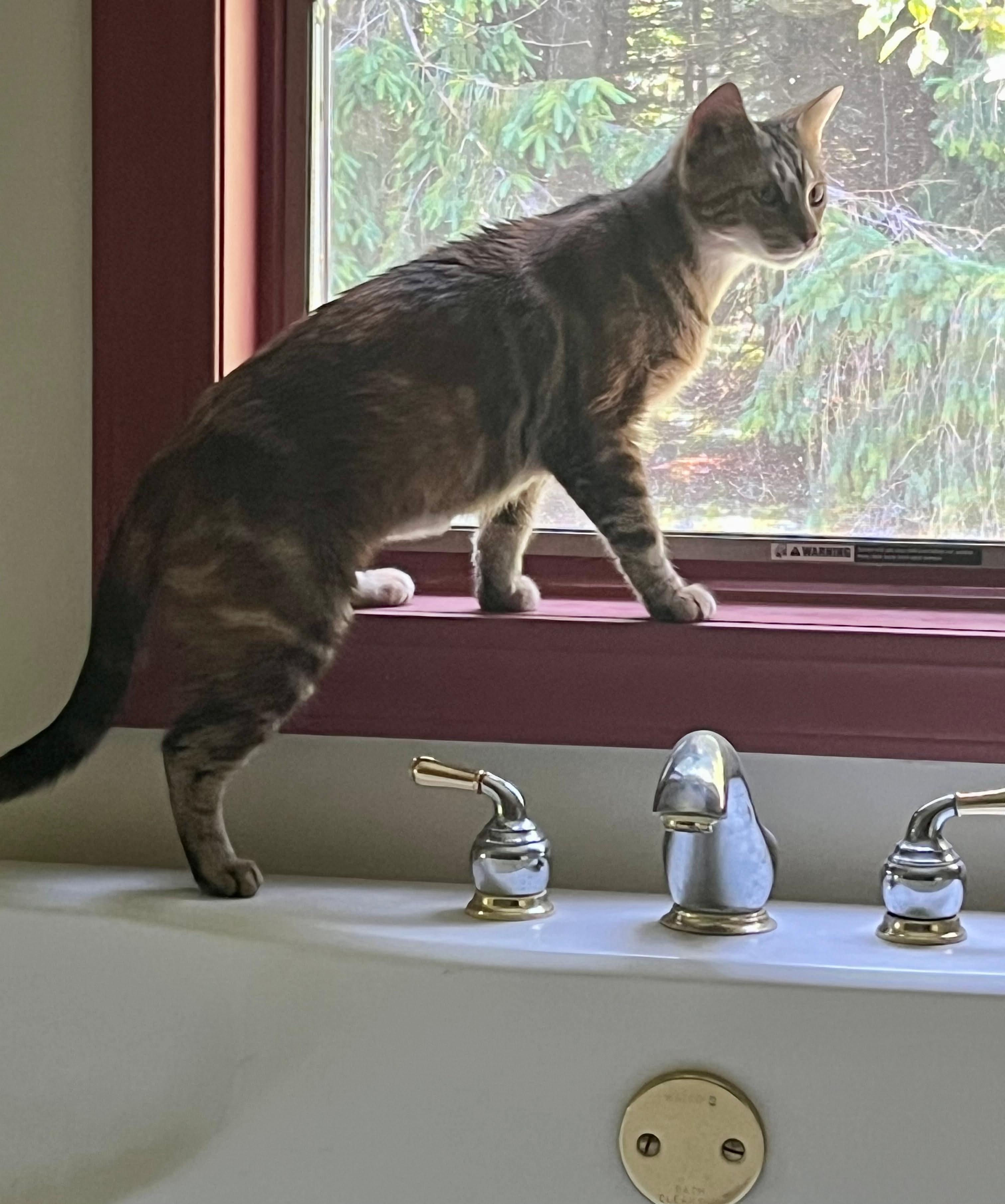 Nala , a ADOPTABLE Bengal in Mears, MI image 4/4