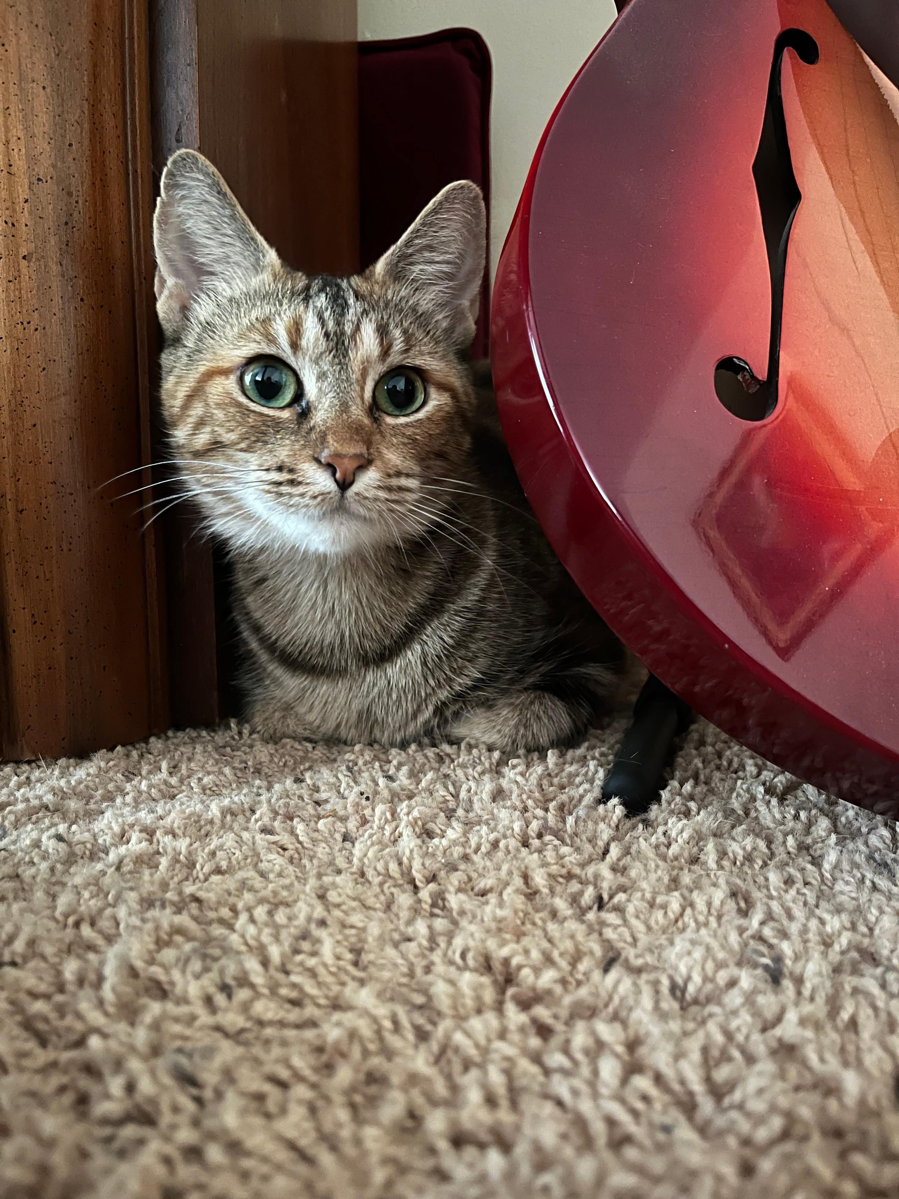 Enlarge Nala, a Adoptable Bengal in Mears, MI image 1/1