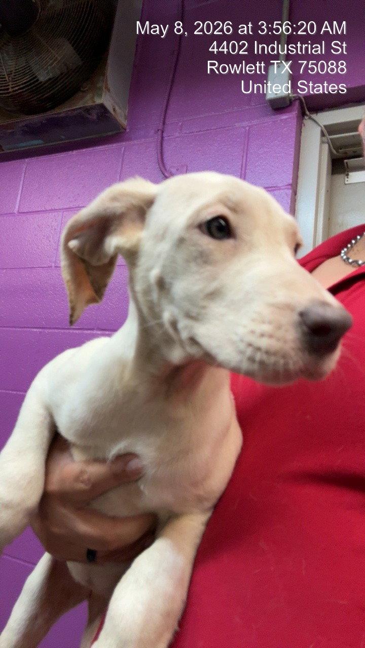 Dianna Ross, Adoptable, Young Female Dogo Argentino & Border Collie.