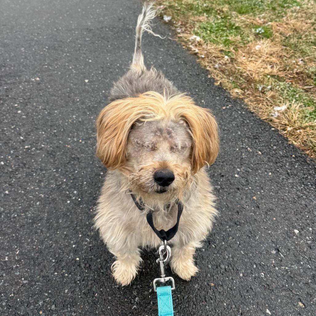 Bear, Adoptable, Senior Male Yorkshire Terrier.