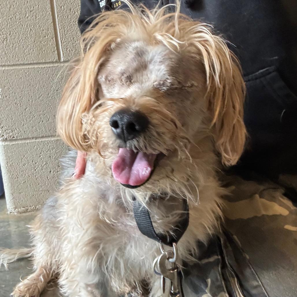 Enlarge Bear, a Adoptable Yorkshire Terrier in Wilmington, DE image 4/6