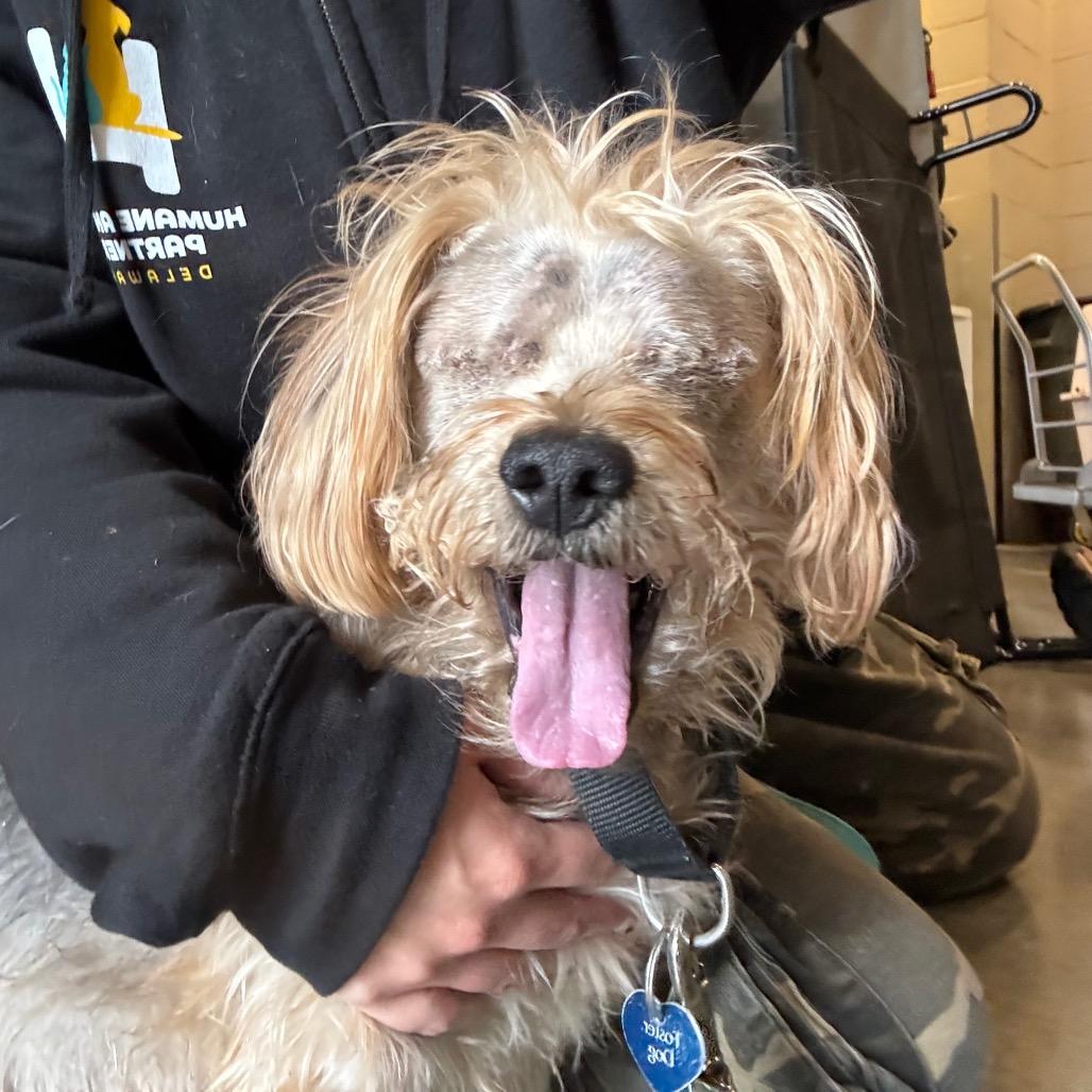 Enlarge Bear, a Adoptable Yorkshire Terrier in Wilmington, DE image 5/6