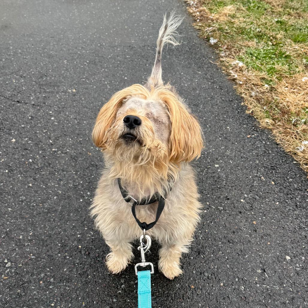 Enlarge Bear, a Adoptable Yorkshire Terrier in Wilmington, DE image 6/6