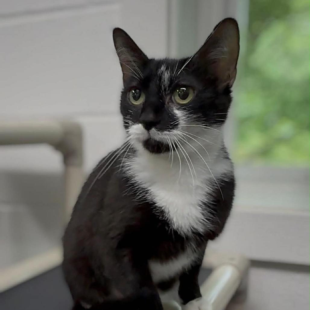 Riley, Adoptable, Adult Female Domestic Short Hair.