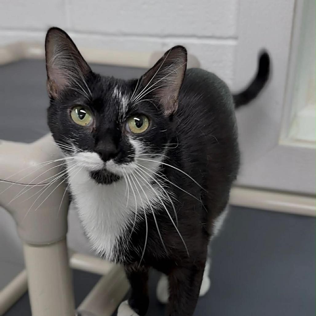 Enlarge Riley, a Adoptable Domestic Short Hair in Walnut Cove, NC image 2/6