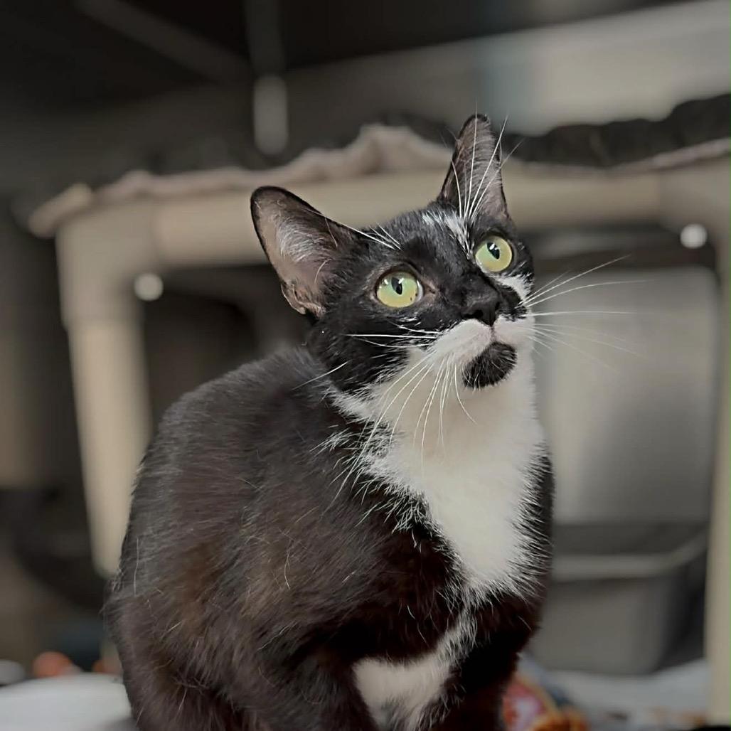 Enlarge Riley, a Adoptable Domestic Short Hair in Walnut Cove, NC image 5/6
