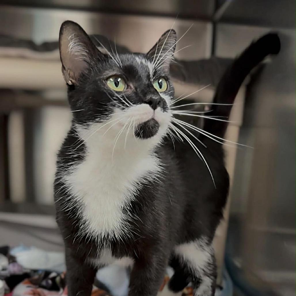 Enlarge Riley, a Adoptable Domestic Short Hair in Walnut Cove, NC image 6/6