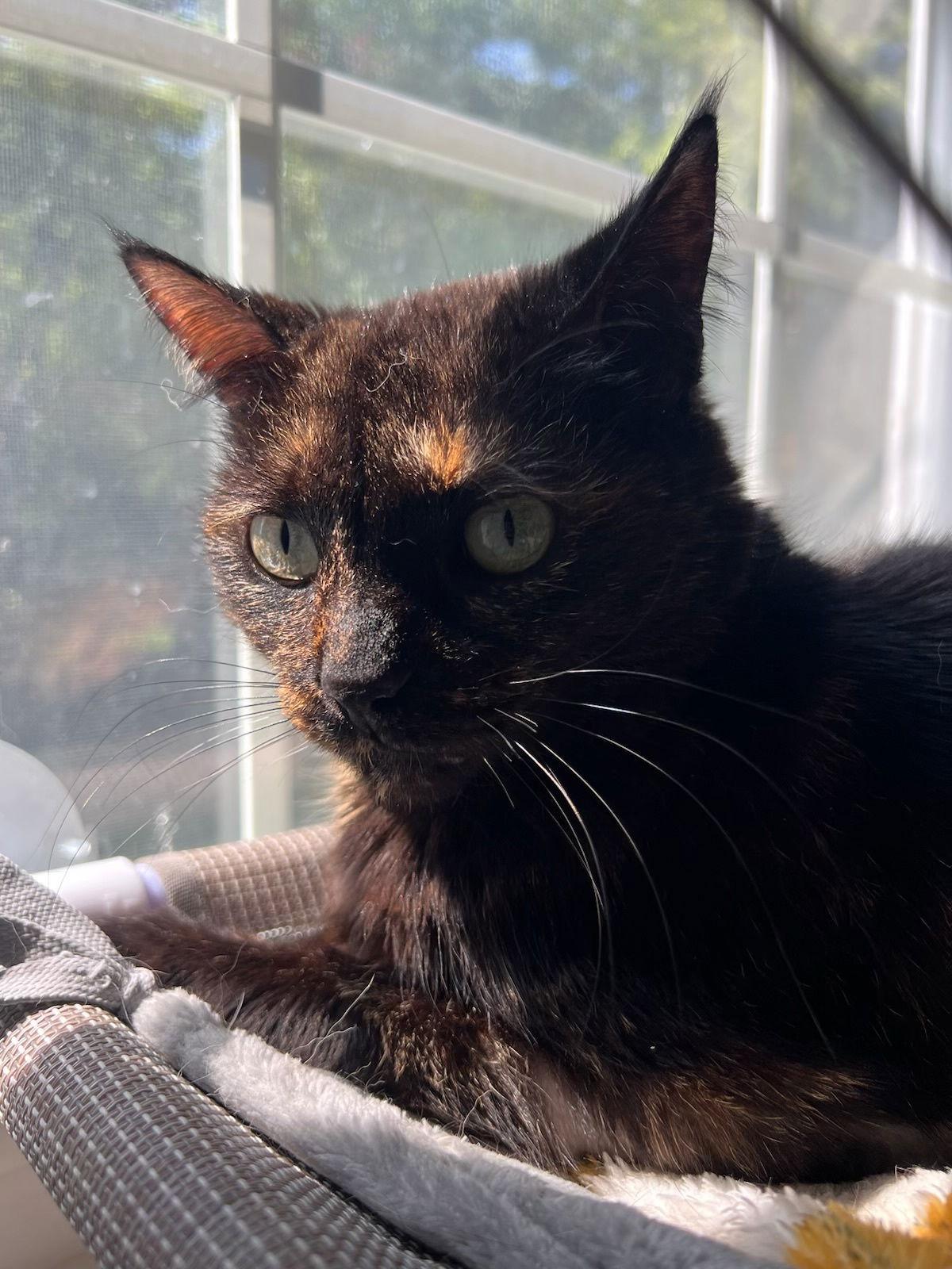 Enlarge Stardust, a Adoptable Domestic Short Hair in Walled Lake, MI image 1/3