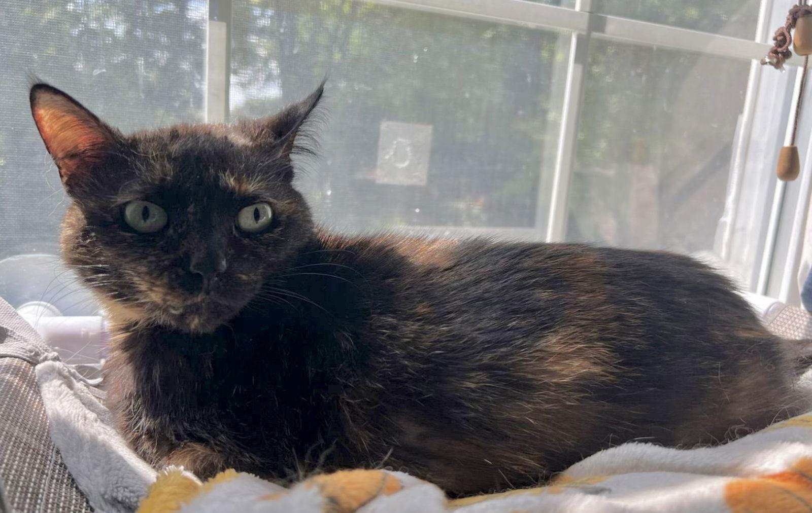 Enlarge Stardust, a Adoptable Domestic Short Hair in Walled Lake, MI image 2/3